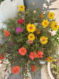 太阳花