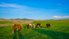 内蒙古草原上的马