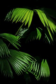 蒲葵叶