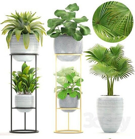 C4D模型 绿色植物 