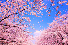 樱花