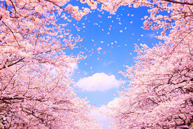 樱花