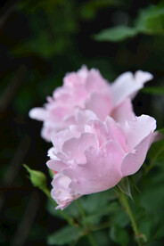 月季花