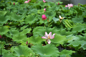 荷花