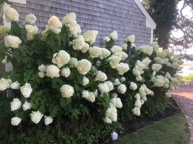 白色绣球花