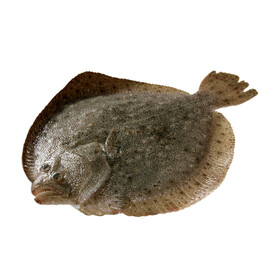 多宝鱼