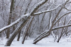 树木雪景