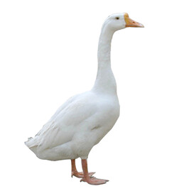 鹅