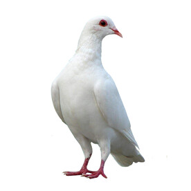 鸽子