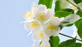 花素材