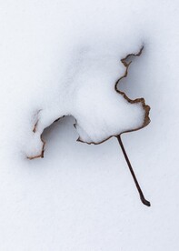白雪和树叶