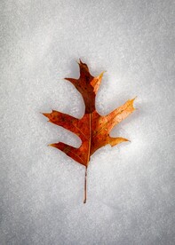 白雪和枫叶
