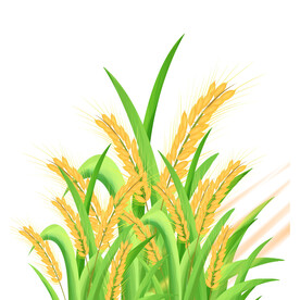 麦穗