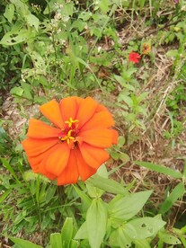 百日菊