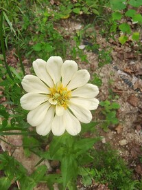 白色百日菊