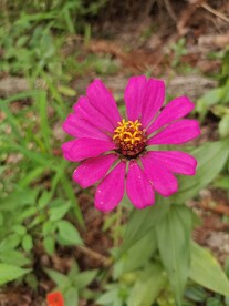百日菊