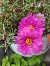 太阳花