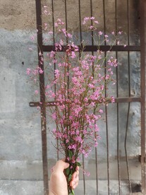 土人参花