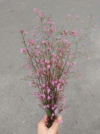 土人参花