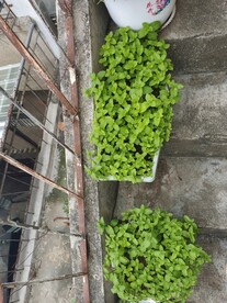 薄荷