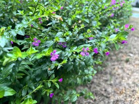 绿植花草