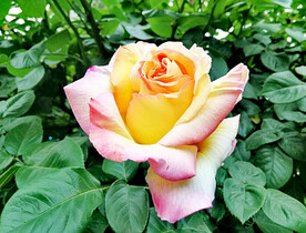 月季花开