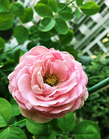 月季花开