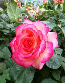 月季花开