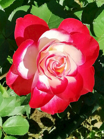 月季花开