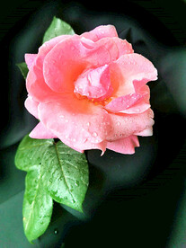 月季花开
