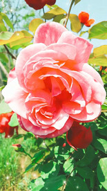 月季花开
