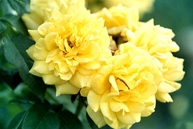 月季花开