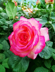 月季花开
