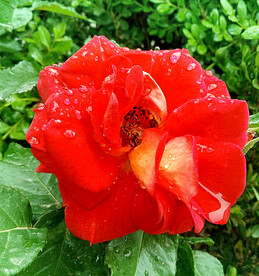 月季花开