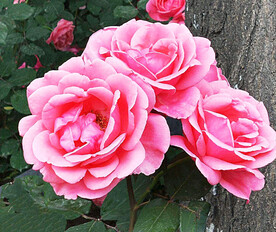 月季花开