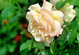 月季花开