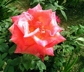 月季花开