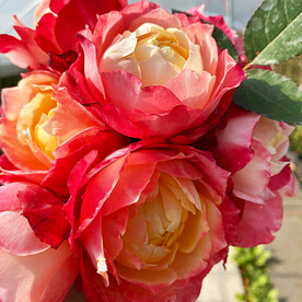 月季花开