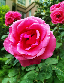 月季花开