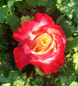 月季花开