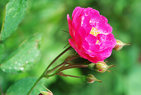 月季花开