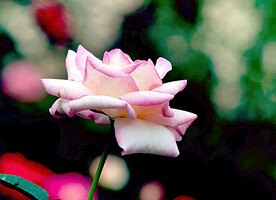 月季花开