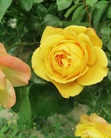 月季花开