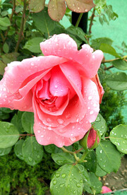 月季花开