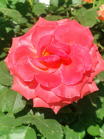 月季花开