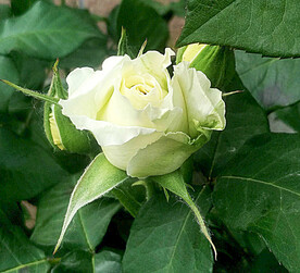 月季花开