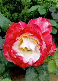 月季花开