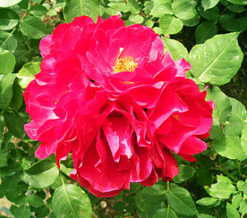 月季花开