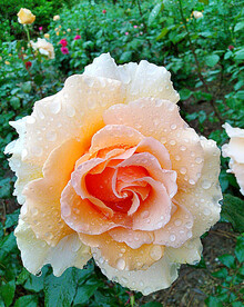 月季花开