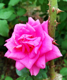 月季花开